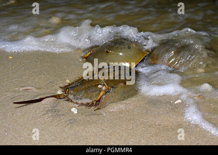 Atlantic Pfeilschwanzkrebse (Limulus polyphemus) laichen im Beach, Delaware Bay, New Jersey, Vereinigte Staaten von Amerika Stockfoto