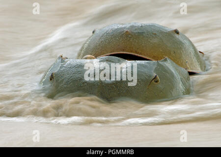 Atlantic Pfeilschwanzkrebse (Limulus polyphemus) laichen im Beach, Delaware Bay, New Jersey, Vereinigte Staaten von Amerika Stockfoto