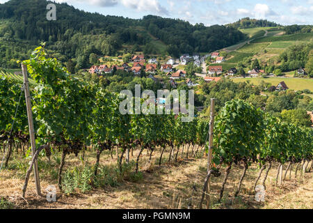 Weinberg in Sasbachwalden, Schwarzwald, Baden-Württemberg, Deutschland | Weinberg, Sasbachwalden, Schwarzwald, Baden-Württemberg, Deutschland Stockfoto