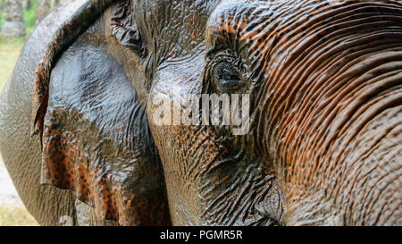 Jokia, gerettete Elefanten im Elephant Nature Park, Chiang Mai, Thailand Stockfoto