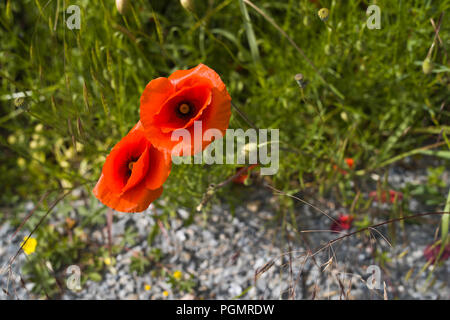 Mohnblumen wachsen am Rand von Ackerland in Lexos, Teil der Gemeinde Varen, Tarn-et-Garonne, Royal, Frankreich, Europa Stockfoto