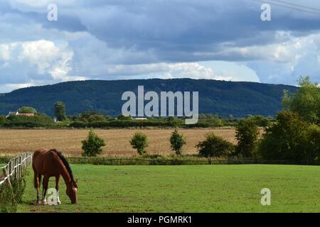 Schöne, natürlich beleuchtet Bild der Felder im Osten Rounton, North Yorkshire, Großbritannien Stockfoto