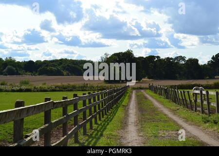 Schöne, natürlich beleuchtet Bild der Felder im Osten Rounton, North Yorkshire, Großbritannien Stockfoto