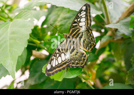 Schöner Schmetterling sitzt auf der Blume im Garten im Sommer Stockfoto