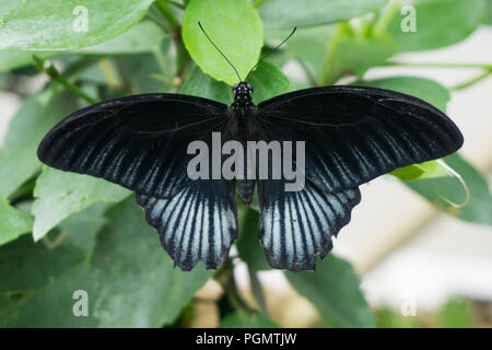 Schöner Schmetterling sitzt auf der Blume im Garten im Sommer Stockfoto