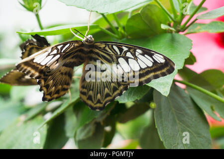 Schöner Schmetterling sitzt auf der Blume im Garten im Sommer Stockfoto