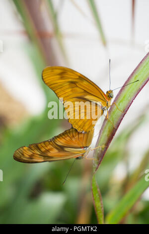 Schöner Schmetterling sitzt auf der Blume im Garten im Sommer Stockfoto