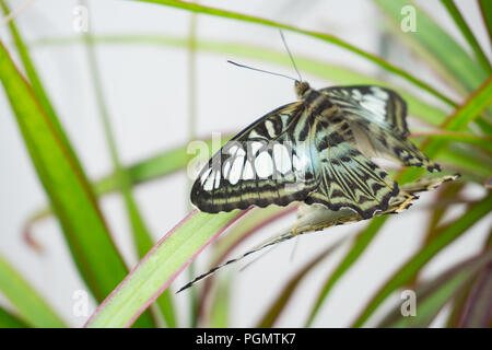 Schöner Schmetterling sitzt auf der Blume im Garten im Sommer Stockfoto