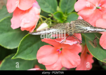 Schöner Schmetterling sitzt auf der Blume im Garten im Sommer Stockfoto