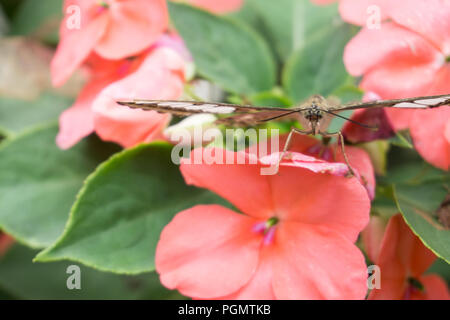 Schöner Schmetterling sitzt auf der Blume im Garten im Sommer Stockfoto