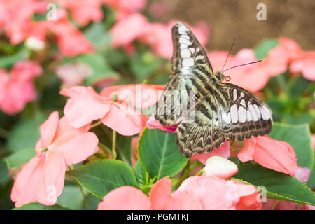 Schöner Schmetterling sitzt auf der Blume im Garten im Sommer Stockfoto