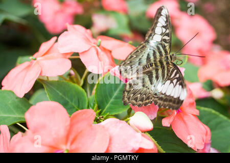 Schöner Schmetterling sitzt auf der Blume im Garten im Sommer Stockfoto