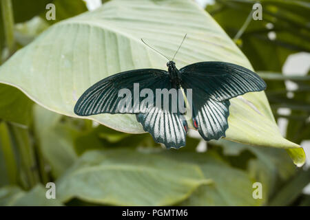 Schöner Schmetterling sitzt auf der Blume im Garten im Sommer Stockfoto