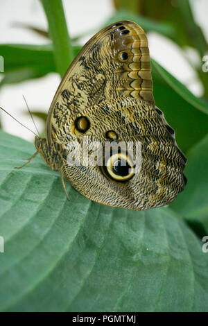 Schöner Schmetterling sitzt auf der Blume im Garten im Sommer Stockfoto