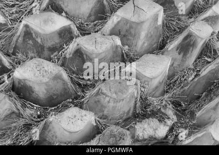 Sägen Palmen Stockfoto