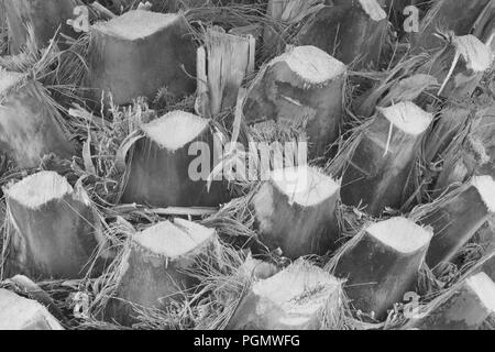 Beschneidung Palmen Stockfoto
