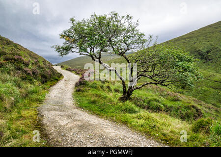 Das ist ein Bild von einem einsamen Baum bis in die Berge von Donegal, Irland. Stockfoto