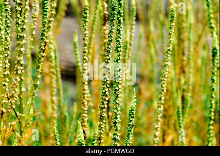 Reseda Luteola oder Resedinine, allgemeinen Namen gehören in die Dyer dyer Rakete, Unkraut, Schweißen, Veere und gelb Unkraut. Stockfoto