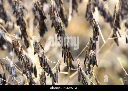 Isatis dolmetsch oder färberwaid ist ein wachsendes Werk in Irland (Familie Brassicaceae) Stockfoto