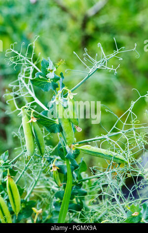 Organische Erbse Stockfoto