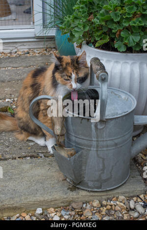 Ein Türkisch Angora Katze im Alter von 14 das Trinken aus einer Zink Gießkanne in einem privaten Garten in Sussex, UK. Stockfoto