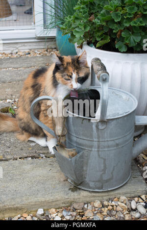 Ein Türkisch Angora Katze im Alter von 14 das Trinken aus einer Zink Gießkanne in einem privaten Garten in Sussex, UK. Stockfoto