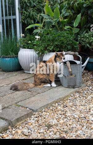 Ein Türkisch Angora Katze im Alter von 14 das Trinken aus einer Zink Gießkanne in einem privaten Garten in Sussex, UK. Stockfoto