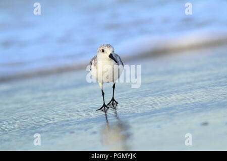 Sanderling am Strand in Varadero Kuba Stockfoto