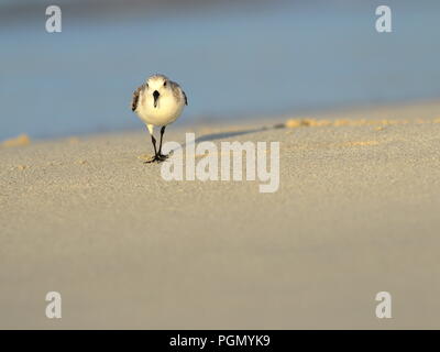 Sanderling am Strand in Varadero Kuba Stockfoto