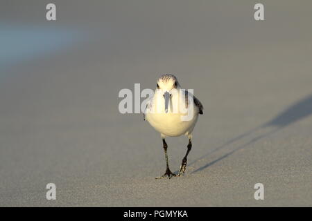 Sanderling am Strand in Varadero Kuba Stockfoto