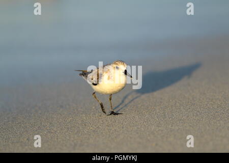 Sanderling am Strand in Varadero Kuba Stockfoto