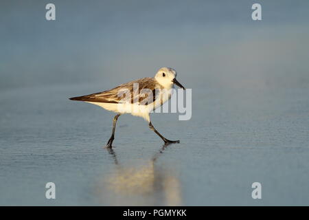 Sanderling am Strand in Varadero Kuba Stockfoto