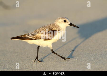 Sanderling am Strand in Varadero Kuba Stockfoto