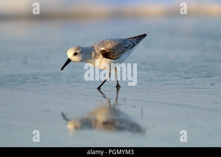 Sanderling am Strand in Varadero Kuba Stockfoto