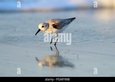 Sanderling am Strand in Varadero Kuba Stockfoto