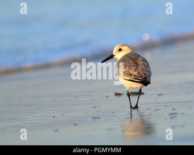 Sanderling am Strand in Varadero Kuba Stockfoto