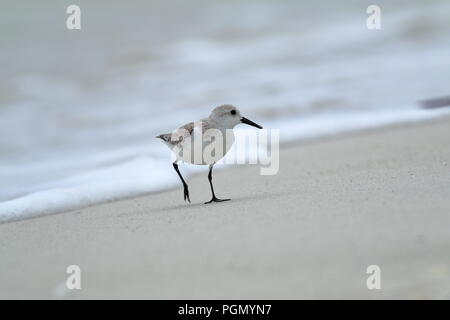 Sanderling am Strand in Varadero Kuba Stockfoto