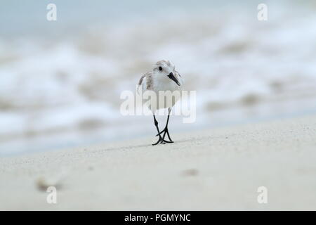 Sanderling am Strand in Varadero Kuba Stockfoto