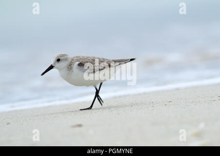 Sanderling am Strand in Varadero Kuba Stockfoto