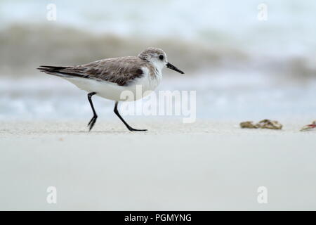 Sanderling am Strand in Varadero Kuba Stockfoto