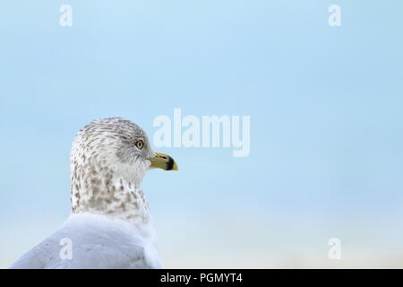 Ring-billed gull Überwinterung am Strand in Varadero, Kuba Stockfoto