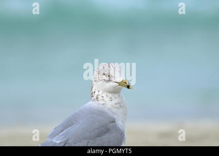 Ring-billed gull Überwinterung am Strand in Varadero, Kuba Stockfoto