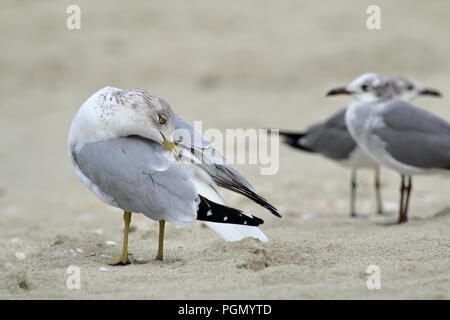 Ring-billed gull Überwinterung am Strand in Varadero, Kuba Stockfoto