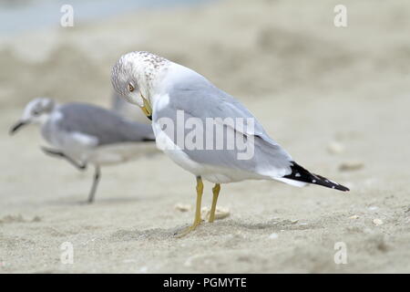 Ring-billed gull Überwinterung am Strand in Varadero, Kuba Stockfoto