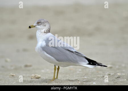 Ring-billed gull Überwinterung am Strand in Varadero, Kuba Stockfoto