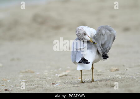 Ring-billed gull Überwinterung am Strand in Varadero, Kuba Stockfoto