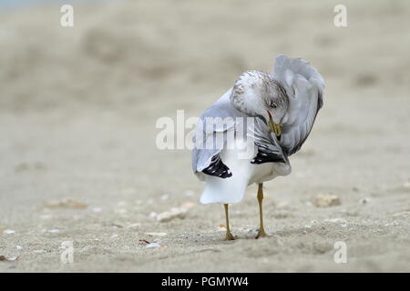 Ring-billed gull Überwinterung am Strand in Varadero, Kuba Stockfoto