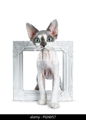 Adorable blue tonkanese Point mit weiß Devon Rex Katze Kätzchen Mädchen, stehend durch/in einem weißen Bilderrahmen, auf einem weißen Hintergrund suchen Stockfoto