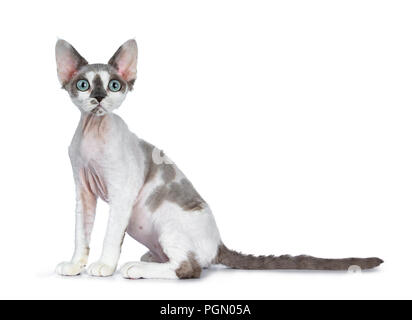 Adorable blue tonkanese Point mit weiß Devon Rex Katze Kätzchen Mädchen, sitzend seitlich auf einem weißen Hintergrund gerade Suchen in Lens isoliert Stockfoto