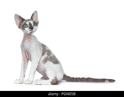 Adorable blue tonkanese Point mit weiß Devon Rex Katze Kätzchen Mädchen, sitzend seitlich auf einem weißen Hintergrund mit wunderschönen Augen isoliert Stockfoto